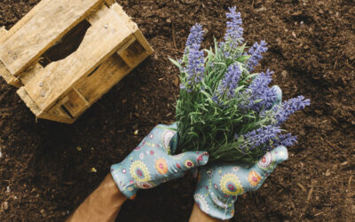 concept-jardinage-mains-plantant-fleur