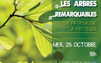 projection-film-arbres